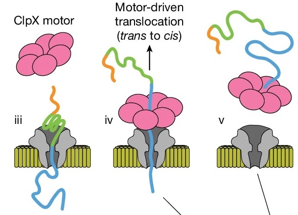 Multi-pass, single-molecule nanopore reading of long protein strands